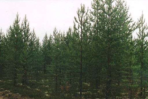 Лісистість регіону буде планово збільшуватись з року в рік