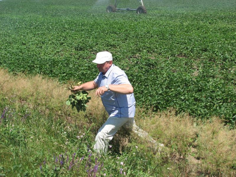 На запорізьких полях гаряча пора – аграрії   розпочали жнива 