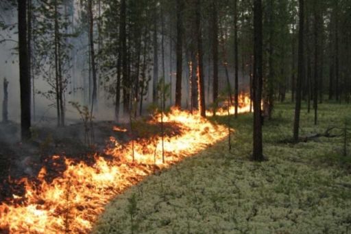 За станом пожежної безпеки здійснюється цілодобове спостереження