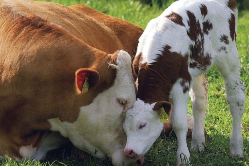 Підсумки роботи тваринницької галузі: збільшено виробництво молока, яєць та вовни