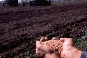 У наступному році Запорізька область буде з урожаєм 2,5 млн. тонн -  Олександр Пеклушенко 