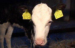 План по ідентифікації сільськогосподарських тварин у 2013 році виконано на 101%