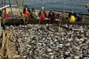 Бердянські рибалки направили чергову партію свіжої риби запорізьким військовим