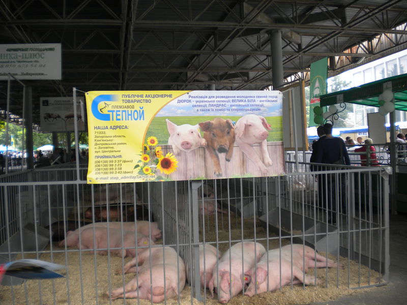 Запорізька продукція високо оцінена на міжнародній агропромисловій виставці