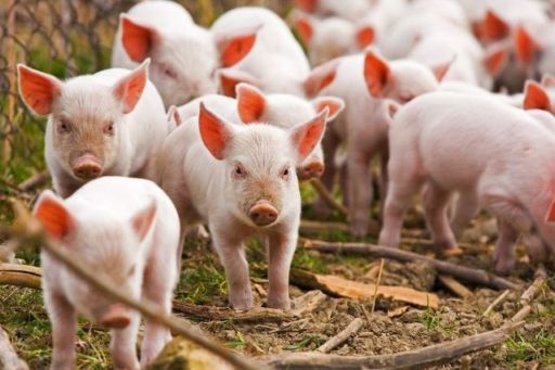 В області триває профілактична робота щодо попередження  африканської чуми свиней