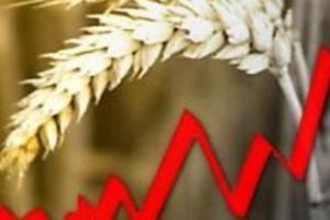 Понад 75% пшениці нового врожаю – продовольче зерно