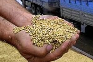 Запорізькі хлібороби завершили збирання ранніх зернових та зернобобових культур