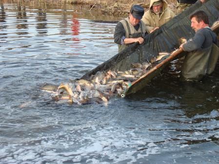 Водні акваторії регіону зариблені коропом, щукою та рослиноїдними рибами