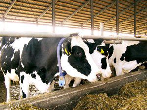 У галузі тваринництва  області збільшено виробництво всіх видів продуктів