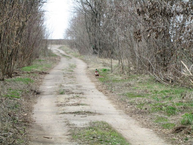 Користувачі мисливських угідь відтворюють мисливську фауну