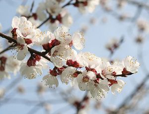 Цвітіння фруктових дерев у регіоні розпочнеться з середини квітня