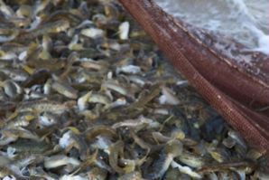 Меліоративний відлов риби в Білосарайській і Обіточній затоках припинено