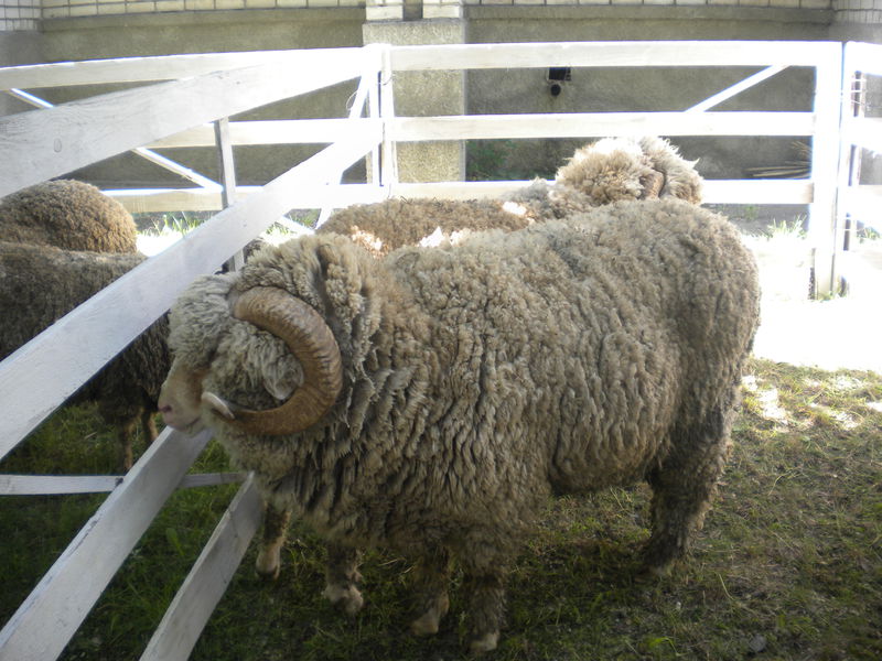 Тваринники успішно займаються відтворенням маточного поголів’я овець