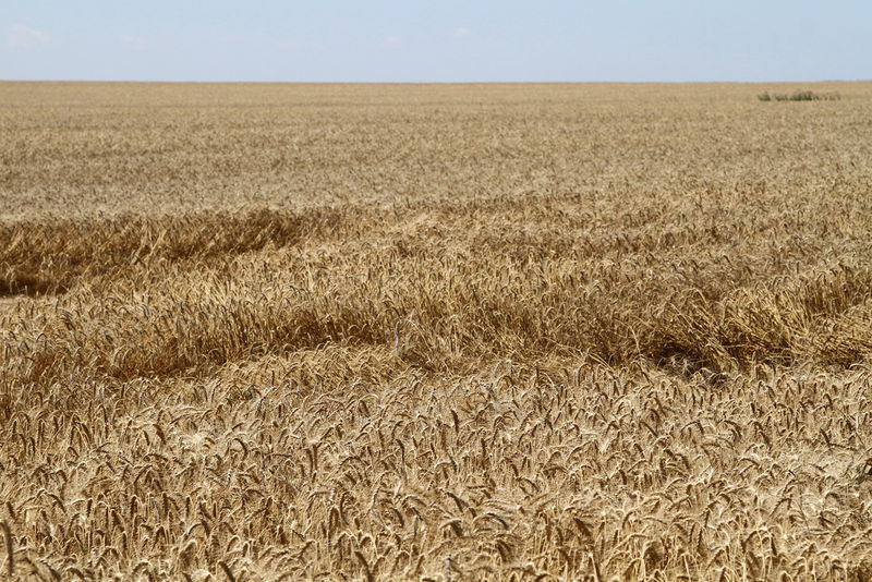 В Запорізькій області зібрано перший мільйон тонн зерна