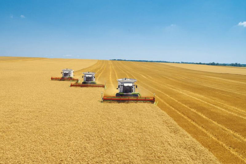 Аграрії зібрали найбільший за останні 25 років урожай озимої пшениці