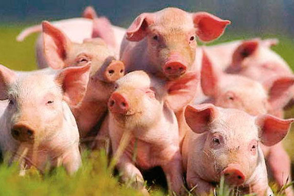 Африканської чуми свиней у Запорізькій області немає