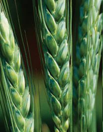 На ланах області очікується раннє колосіння пшениці