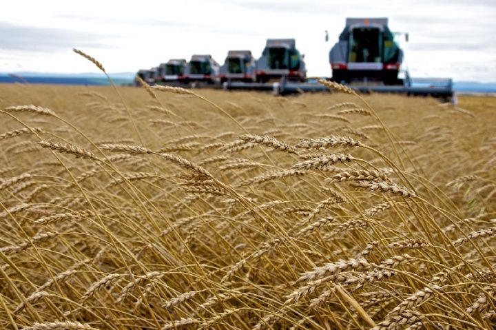 Середня урожайність ранніх зернових перевищує минулорічну