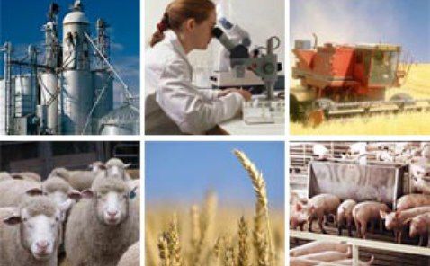 Запорізька область за виробництвом сільськогосподарської продукції посіла сьоме місце серед регіонів