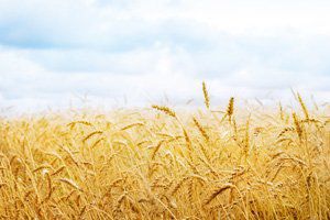 Аграрії розпочали підготовку для сівби урожаю 2017 року