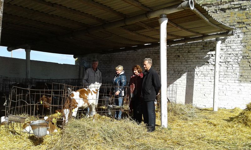 Програма підтримки молочного скотарства  ефективно допомагає тваринникам
