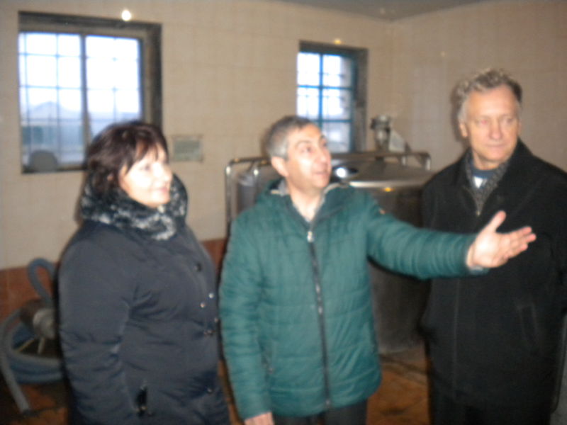 Бюджетні кошти на підтримку молочного скотарства використовуються ефективно