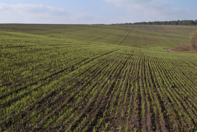 Погода сприяє визріванню озимих культур