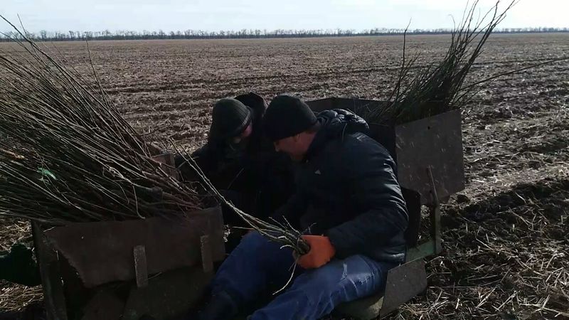 Костянтин Бриль: «Збереження нашої землі залежить від цілісності лісосмуг»