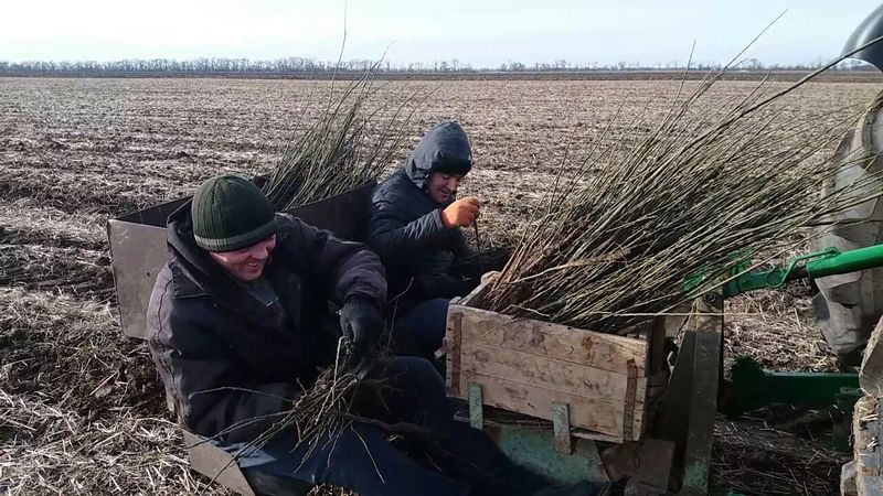 Костянтин Бриль: «Збереження нашої землі залежить від цілісності лісосмуг»