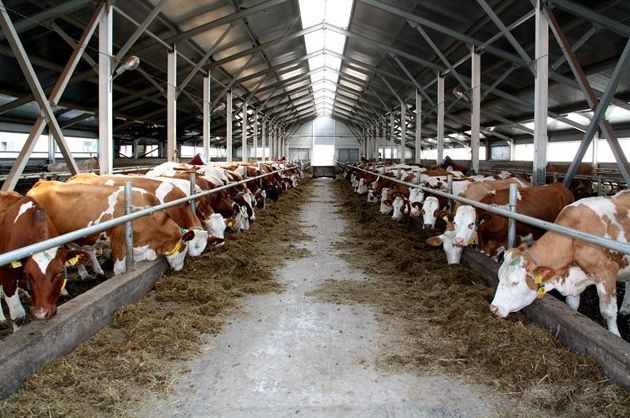 Господарства області нарощують поголів’я великої рогатої худоби 