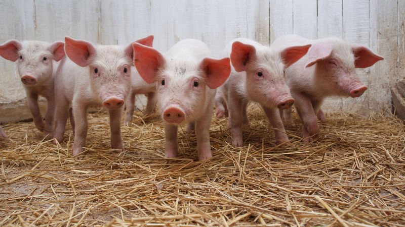 У Запоріжжі введено карантин через випадок захворювання на африканську чуму свиней