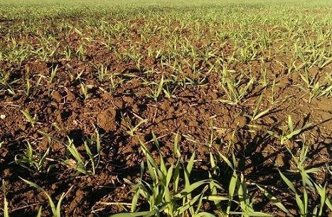 Майже на всій площі посівів озимих отримано сходи майбутнього врожаю