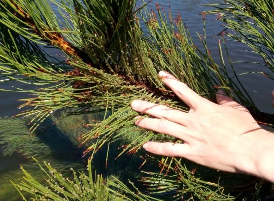 На водоймах області невдовзі буде знято заборону на вилов риби