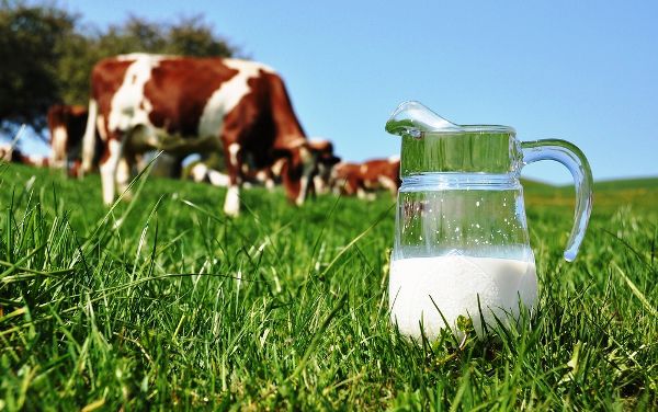Господарства області збільшили виробництво молока