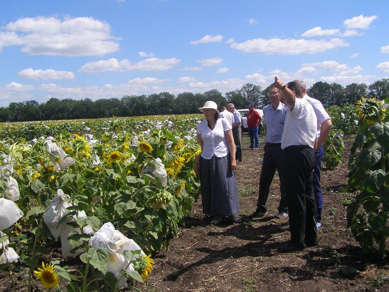 На полях області посіви соняшника замінять на гірчицю, льон та сафлор