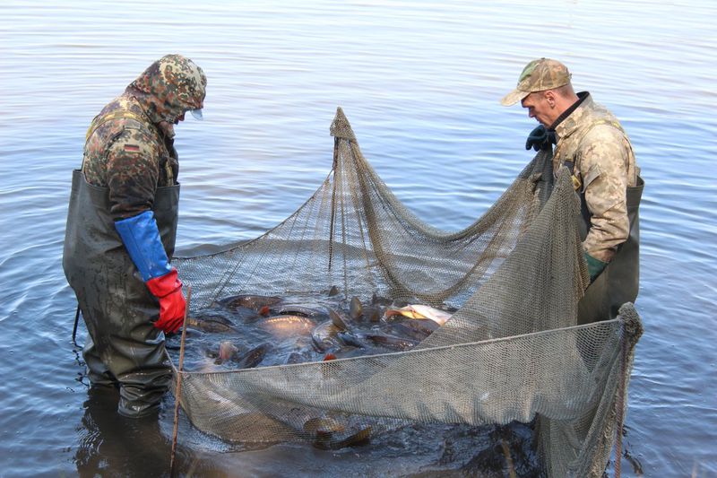 У водойми регіону випущено понад 500 тисяч риб