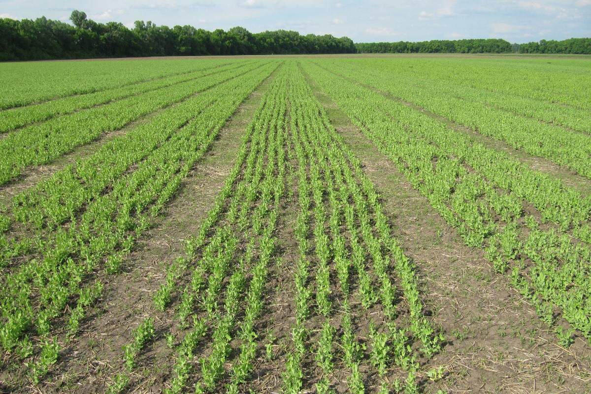 на 1 поле вырастили. плантации овощей. дер. посев поля. на 1 поле вырастили.